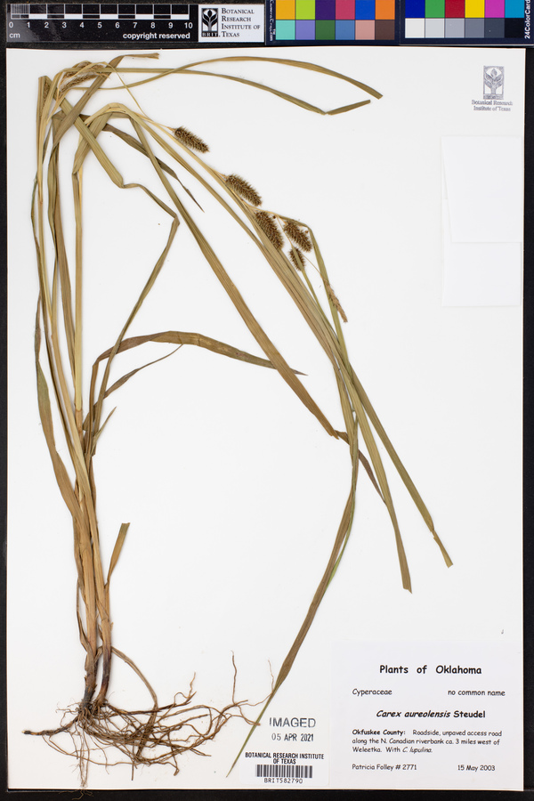 Carex aureolensis image