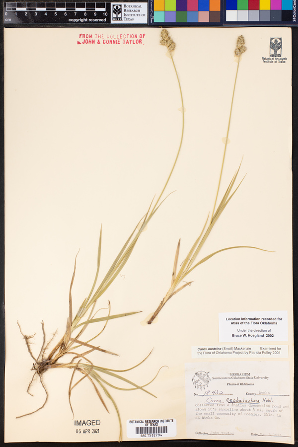 Carex austrina image