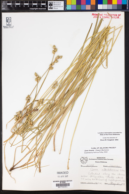 Image of Carex brevicaulis