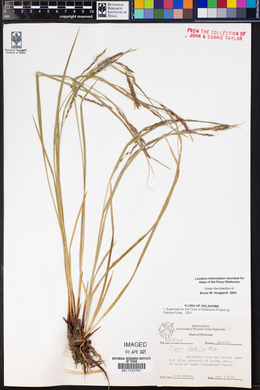 Carex debiliformis image