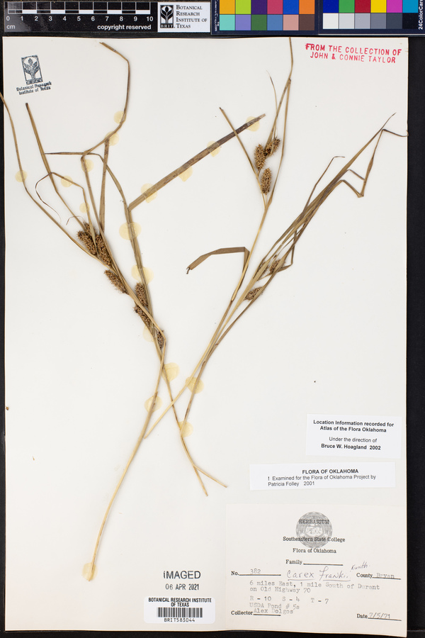 Carex frankii image