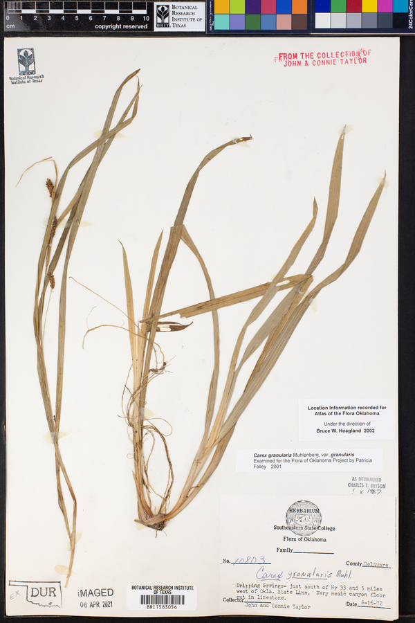 Carex granularis var. granularis image