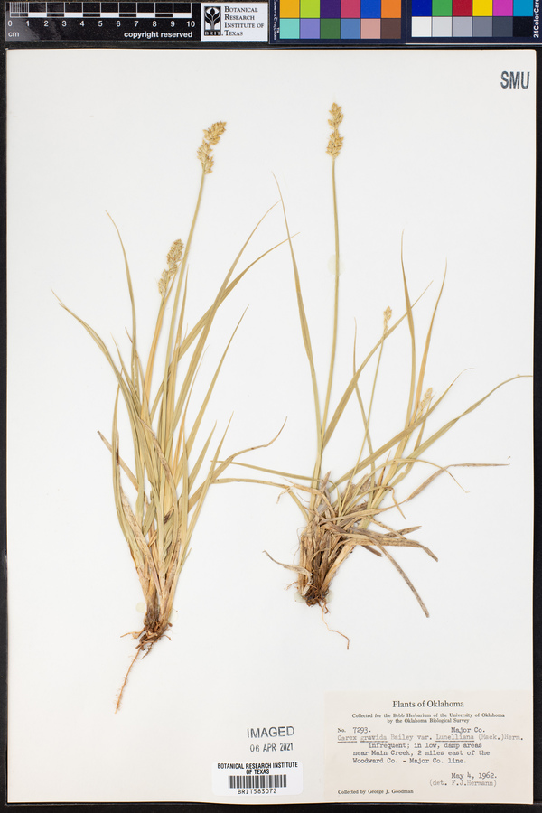 Carex gravida var. lunelliana image