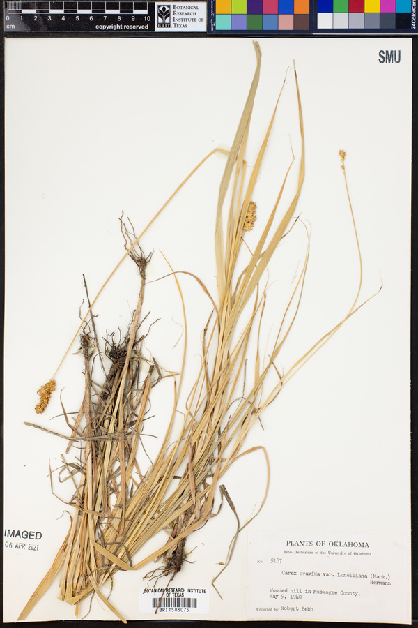 Carex gravida var. lunelliana image