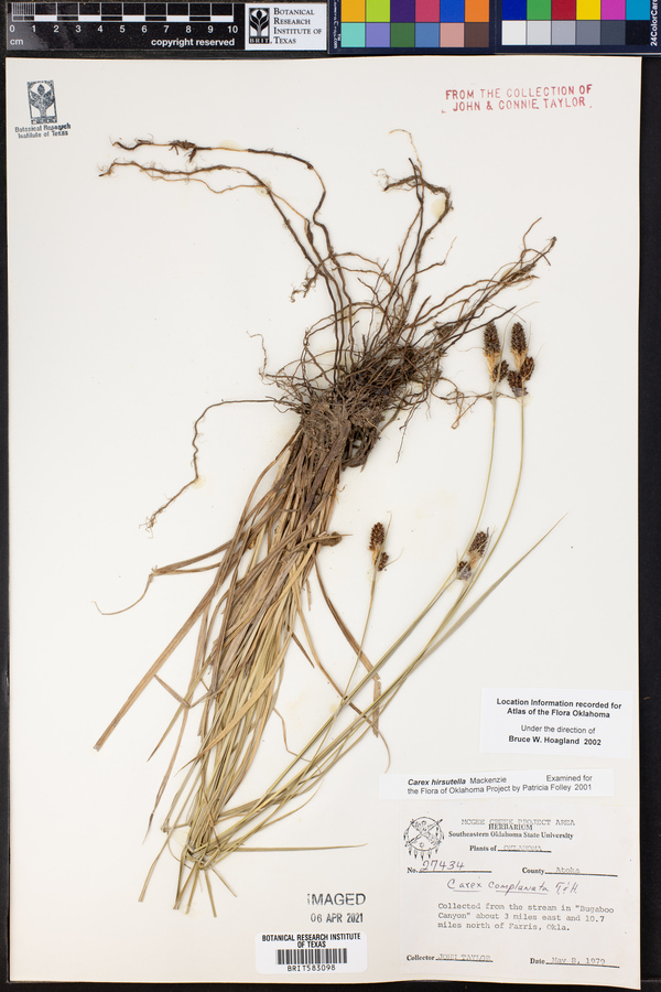 Carex hirsutella image