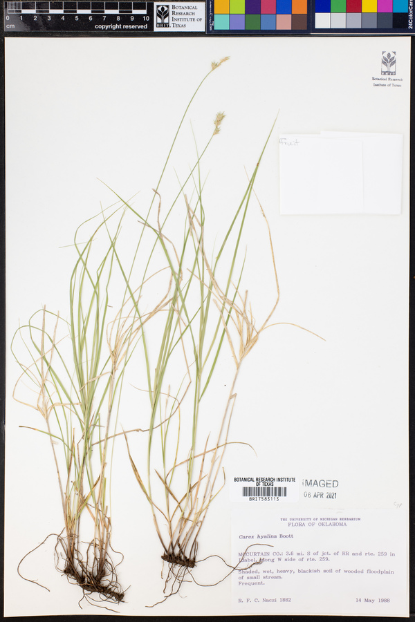 Carex hyalina image
