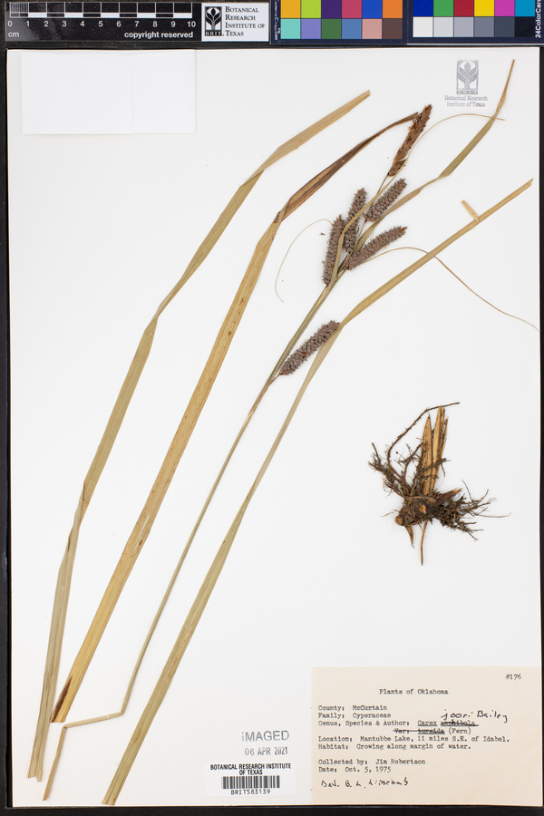 Carex joorii image