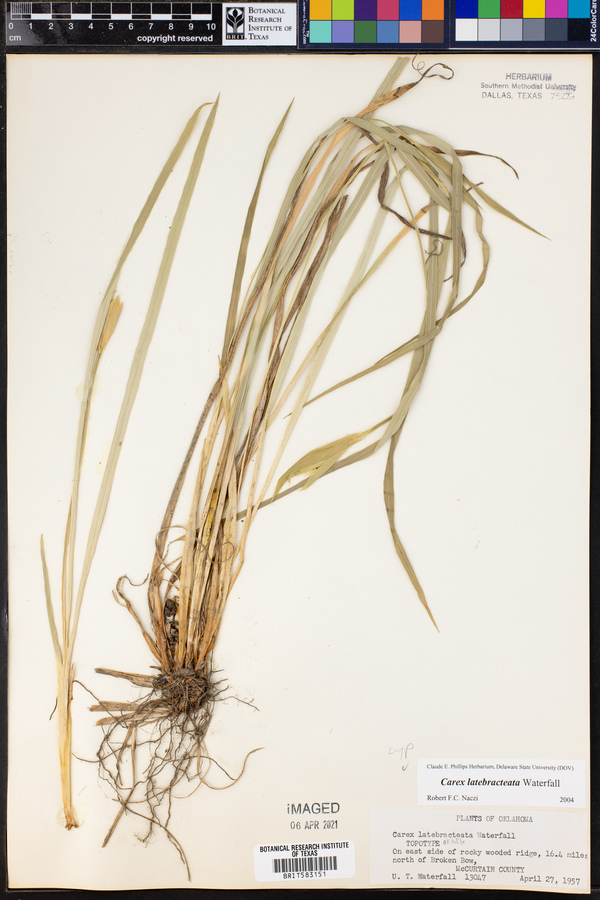 Carex latebracteata image