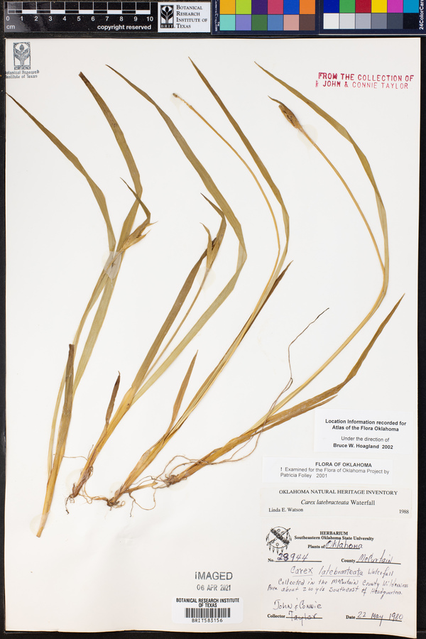 Carex latebracteata image