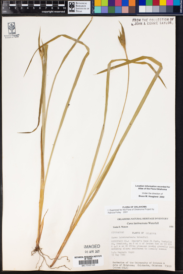 Carex latebracteata image