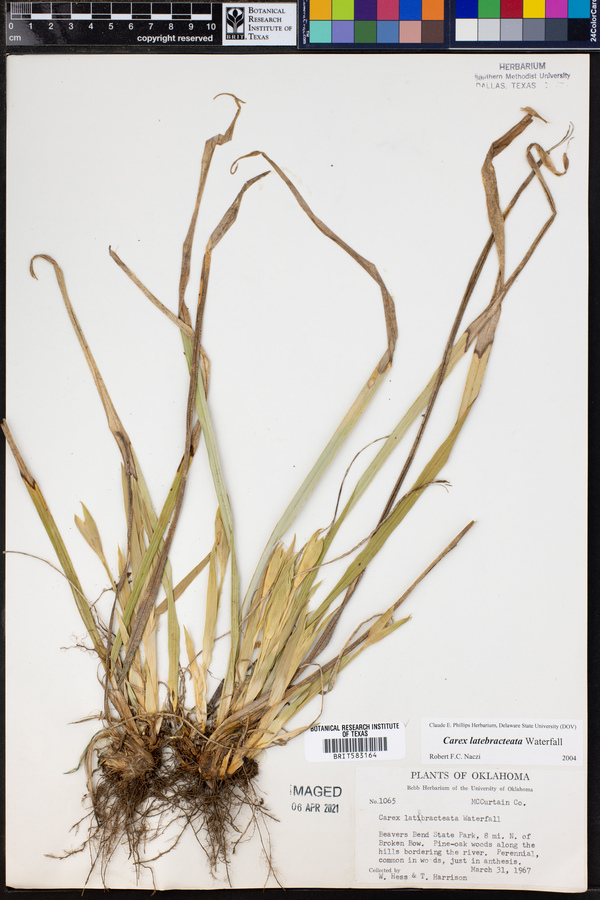 Carex latebracteata image