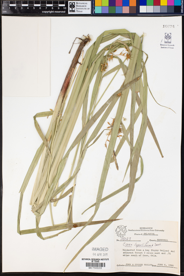 Carex lupuliformis image