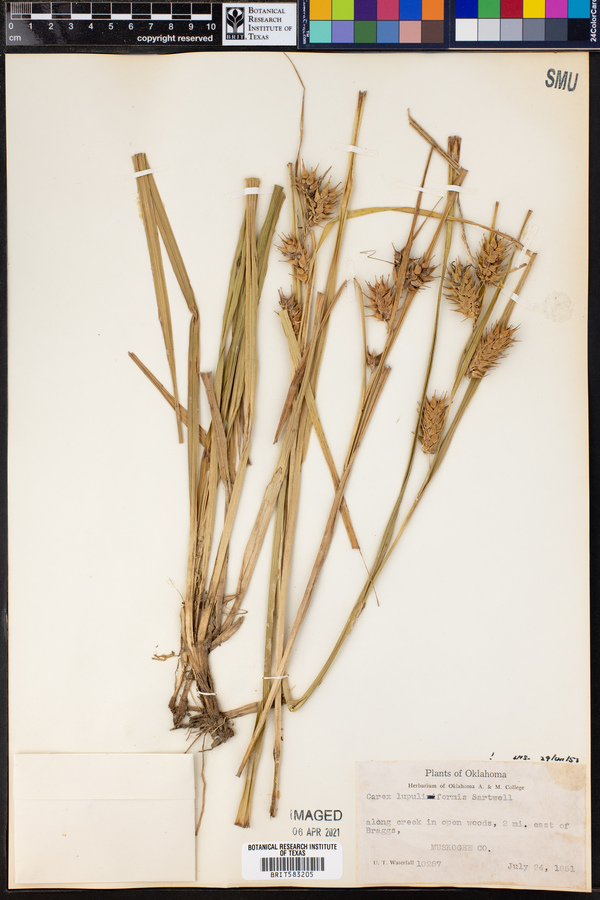 Carex lupuliformis image