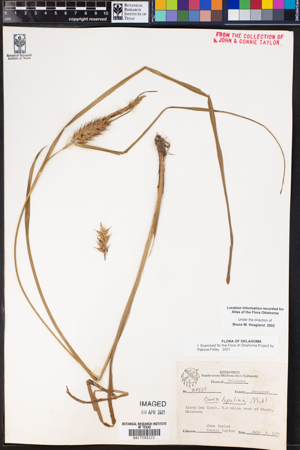 Carex lupuliformis image