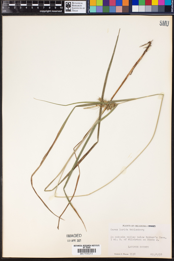 Carex lurida image