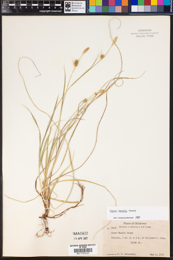 Carex meadii image