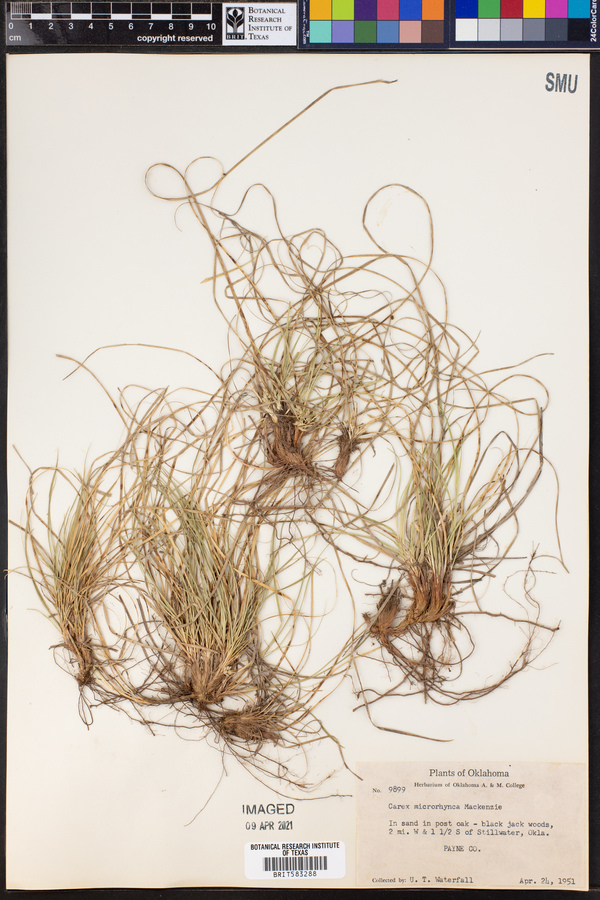 Carex microrhyncha image
