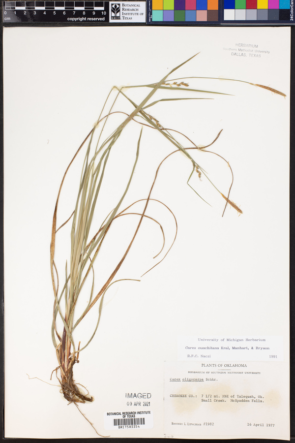 Carex ouachitana image