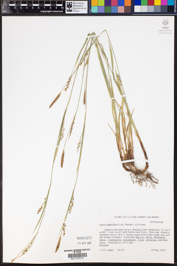 Carex ouachitana image