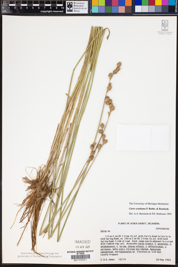 Carex ozarkana image