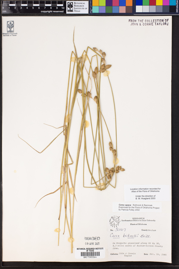 Carex opaca image