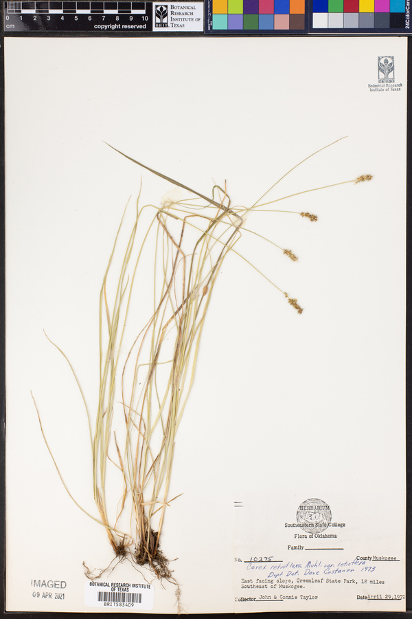 Carex retroflexa var. retroflexa image