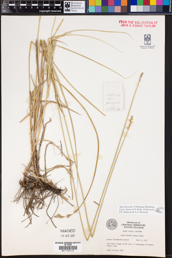 Carex shinnersii image