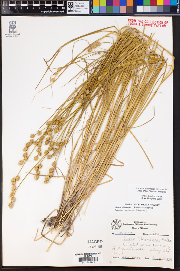 Carex shinnersii image