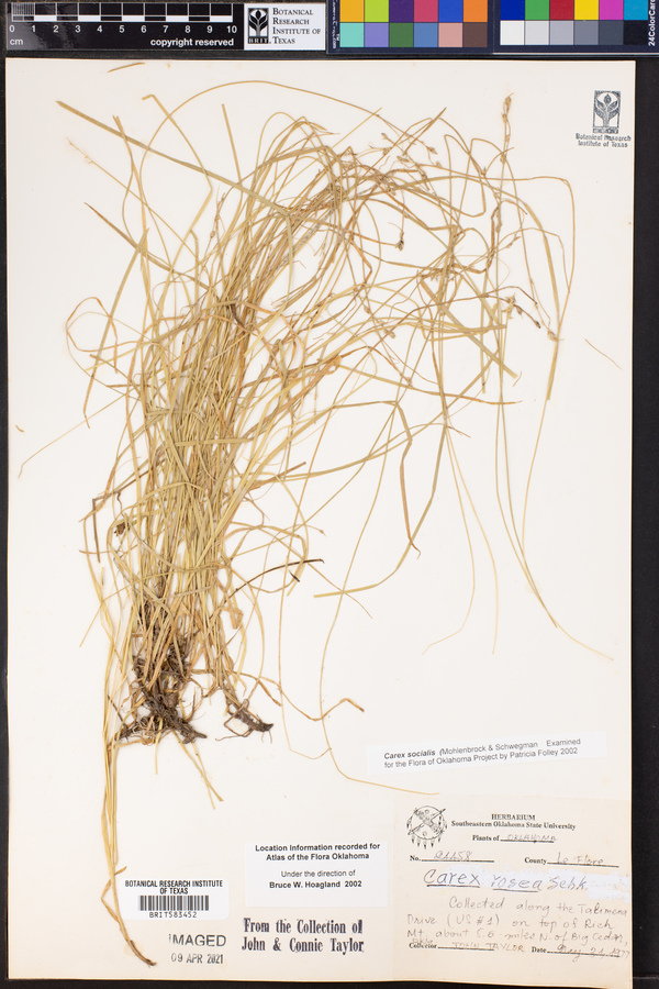 Carex socialis image