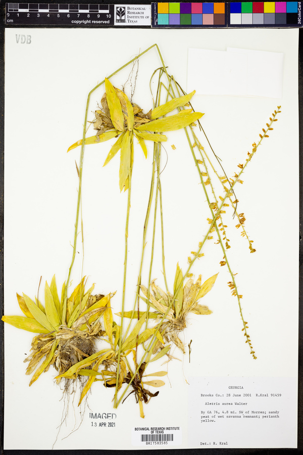Aletris aurea image