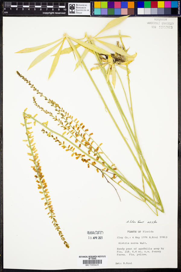Aletris lutea image