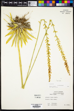 Aletris lutea image