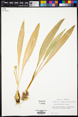 Allium burdickii image