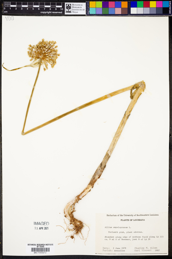 Allium ampeloprasum image