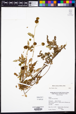 Bidens aristosa image