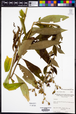 Vernonia baldwinii image