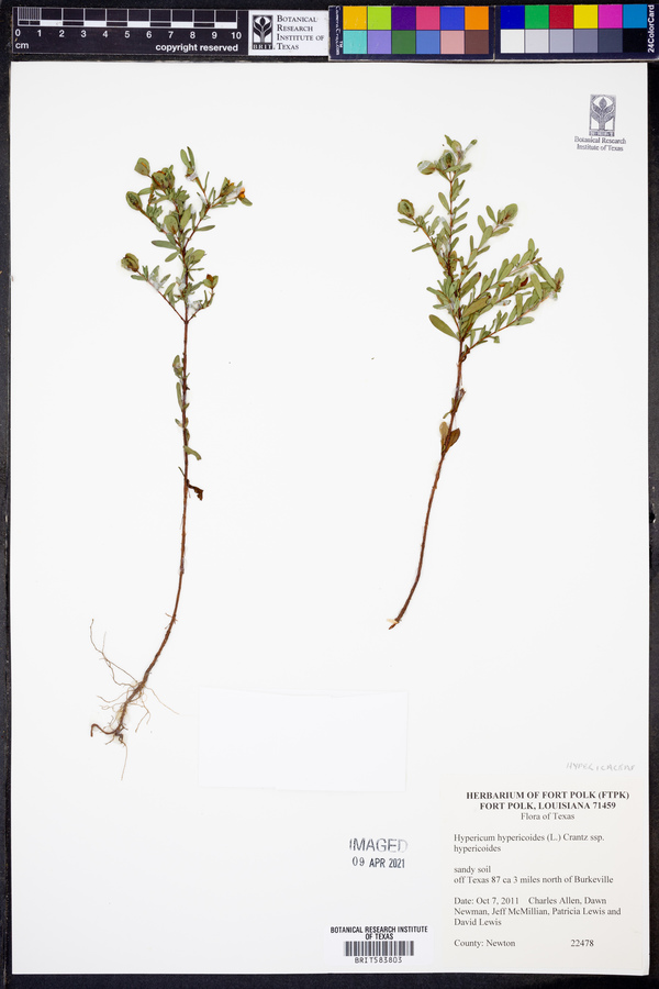 Hypericum hypericoides subsp. hypericoides image