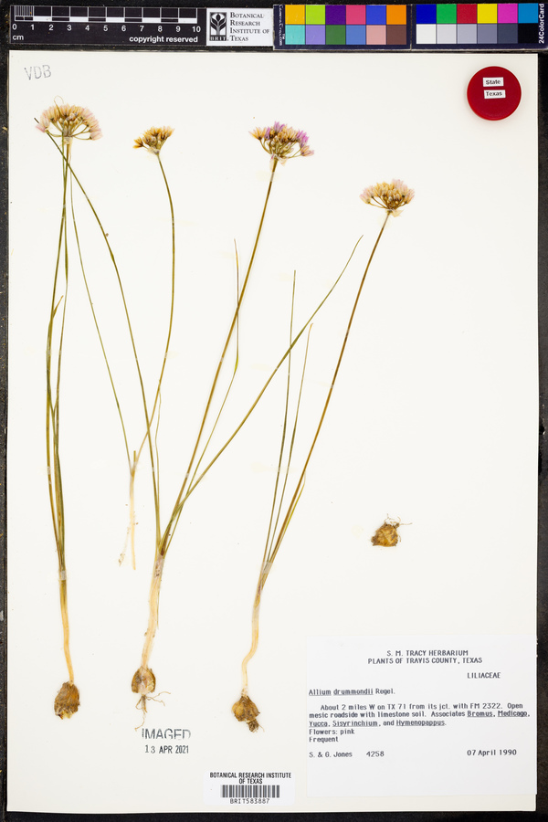 Allium synnotii image