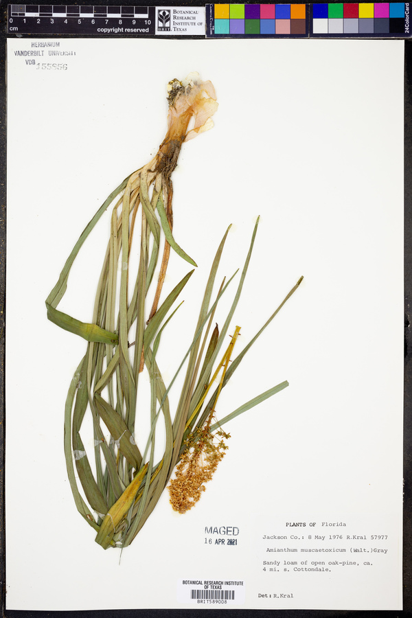 Amianthium muscaetoxicum image