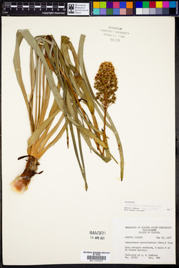 Amianthium muscaetoxicum image