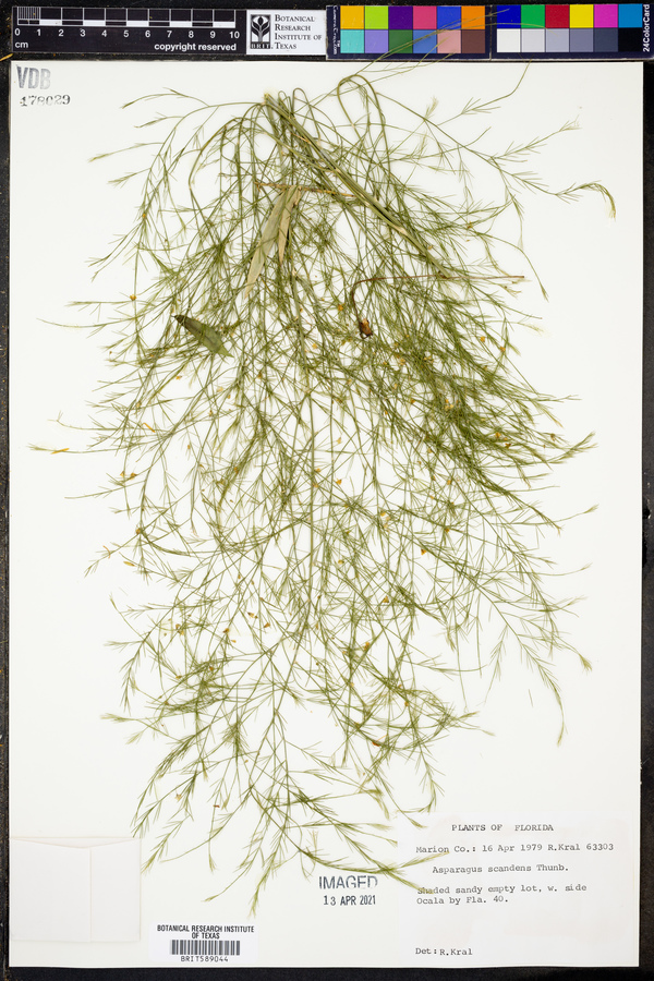 Asparagus scandens image