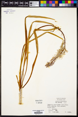 Camassia scilloides image