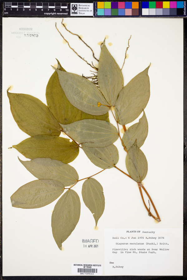 Disporum maculatum image