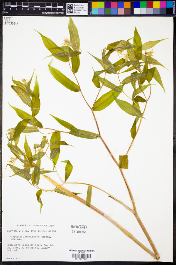 Disporum lanuginosum image