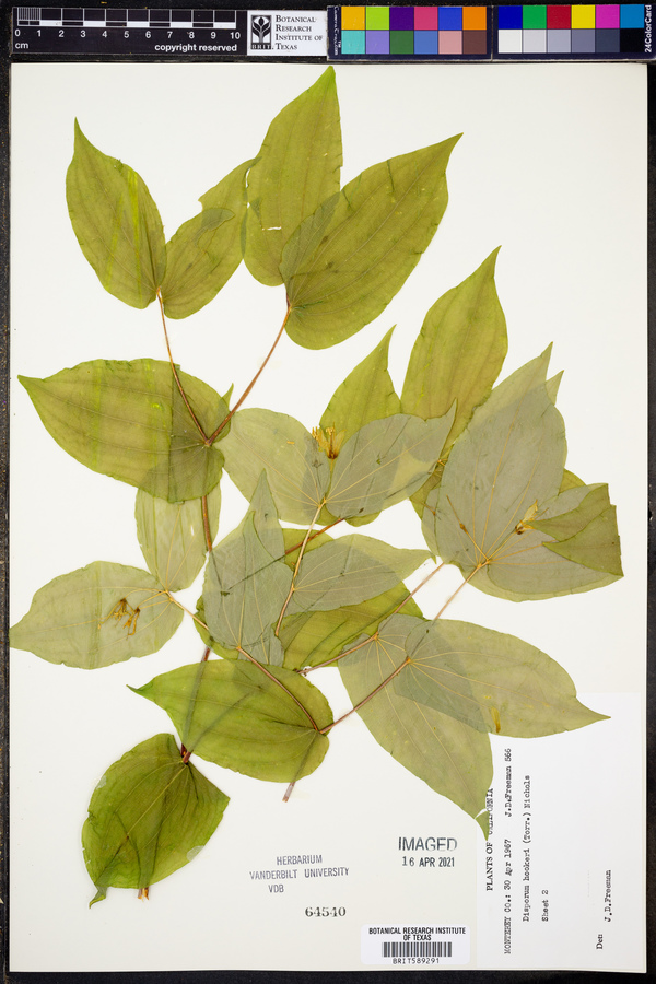 Prosartes hookeri var. hookeri image