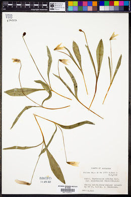 Erythronium albidum var. mesochoreum image