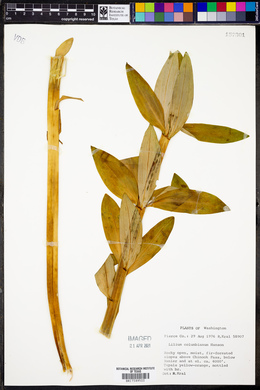Lilium columbianum image