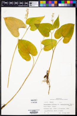 Maianthemum bifolium var. kamtschaticum image
