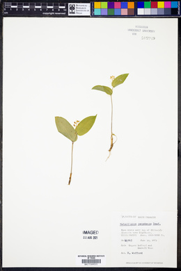 Maianthemum canadense image