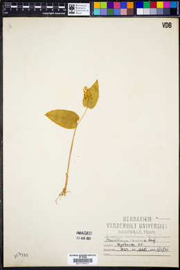 Unifolium canadense image